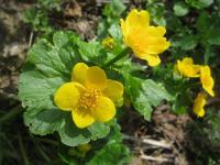 Caltha palustris   blatouch bahenní květy, květenství