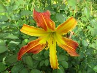 Hemerocallis (Denivka 'Tarantula')