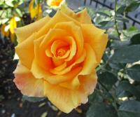 Rosa (Růže 'Goldene Monica' - Velkokvěté růže)