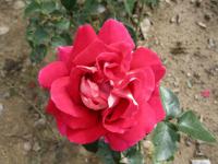 Rosa (Růže 'Kronenbourg' - Velkokvěté růže)