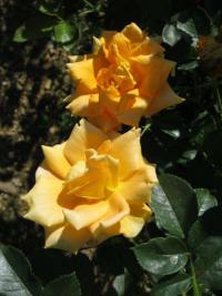 Rosa (Růže 'Golden Monica' - Velkokvěté růže)