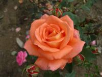 Rosa (Růže 'Janina' - Velkokvěté růže)