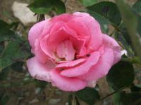 Rosa (Růže 'Joseph' - Velkokvěté růže)