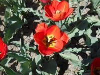 Tulipa (Tulipán 'Valencia' - Triumph tulipány)