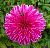 Dahlia (Jiřinka)