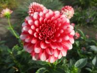 Dahlia (Jiřinka 'Musette')