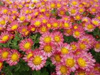Chrysanthemum (Listopadka 'Will's Wonderful')