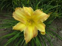 Hemerocallis (Denivka 'Parade Queen')