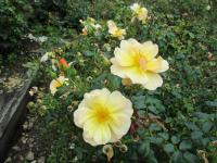 Rosa (Růže 'Amber Sun' - Pokryvné růže)