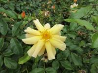 Rosa (Růže 'Amber Sun' - Pokryvné růže)