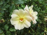 Rosa (Růže 'Amber Sun' - Pokryvné růže)