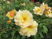 Rosa (Růže 'Amber Sun' - Pokryvné růže)