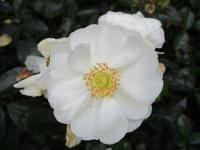 Rosa (Růže 'Innocencia')