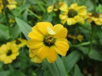Zinnia peruviana (Ostálka)
