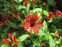 Zinnia peruviana (Ostálka)