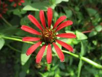Zinnia peruviana (Ostálka)