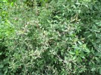 Porophyllum ruderale (Koriandr bolívijský)