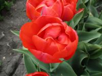 Tulipán 'Queensday' - Plné pozdní tulipány