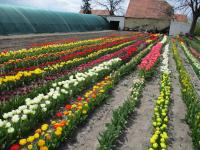 Tulipa (Tulipán)