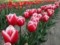 Tulipa (Tulipán 'Timeles' - Triumph tulipány)