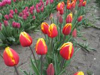 Tulipa (Tulipán 'Renee Drake' - Triumph tulipány)