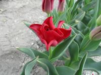 Tulipa (Tulipán 'Red Dress' - Triumph tulipány)
