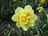 Narcissus (Narcis 'Manly' - Plnokvěté narcisy)