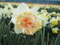 Narcissus (Narcis 'Petit Four' - Plnokvěté narcisy)