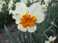 Narcissus (Narcis 'Parisienne' - Collar narcisy)