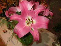 Lilium (Lilie 'Competition' - OT hybridy)