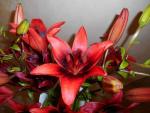 Lilium (Lilie 'Olympic Heart' - Asijské hybridy vysoké)