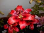 Lilie 'Red Power' - AO hybridy