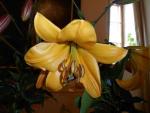Lilium (Lilie 'Mimosa Star' - Aurelian hybridy)