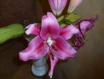 Lilie 'Etosha' - OT hybridy