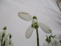Galanthus plicatus (Sněženka podvinutá 'Colossus')