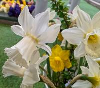 Narcissus (Narcis 'Lady Madonna' - Cyclamineus narcisy)