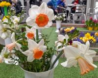 Narcissus (Narcis 'Skype' - Velkokorunné narcisy)