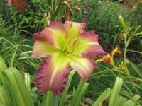 Hemerocallis (Denivka 'Regency Heights')