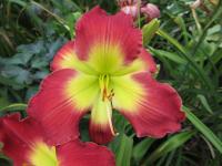 Hemerocallis (Denivka 'Green Spill')