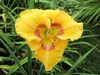 Hemerocallis (Denivka 'Faces of a Clown')