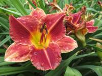 Hemerocallis (Denivka 'Calgary Stampede')