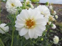 Dahlia (Jiřinka 'Petra's Wedding' - Pomponkovité jiřinky)