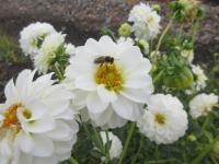 Dahlia (Jiřinka 'Petra's Wedding' - Pomponkovité jiřinky)