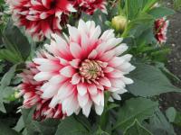 Dahlia (Jiřinka 'Red Empire' - Dekorační jiřinky)