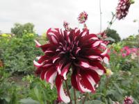Dahlia (Jiřinka 'Tartan' - Dekorační jiřinky)