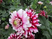 Dahlia (Jiřinka 'Verdi' - Dekorační jiřinky)