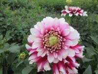 Dahlia (Jiřinka 'Verdi' - Dekorační jiřinky)