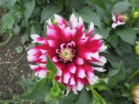 Dahlia (Jiřinka 'Verdi' - Dekorační jiřinky)