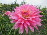 Dahlia (Jiřinka 'Vanessa' - Dekorační jiřinky)