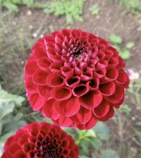 Dahlia (Jiřinka 'Natal' - Pomponkovité jiřinky)